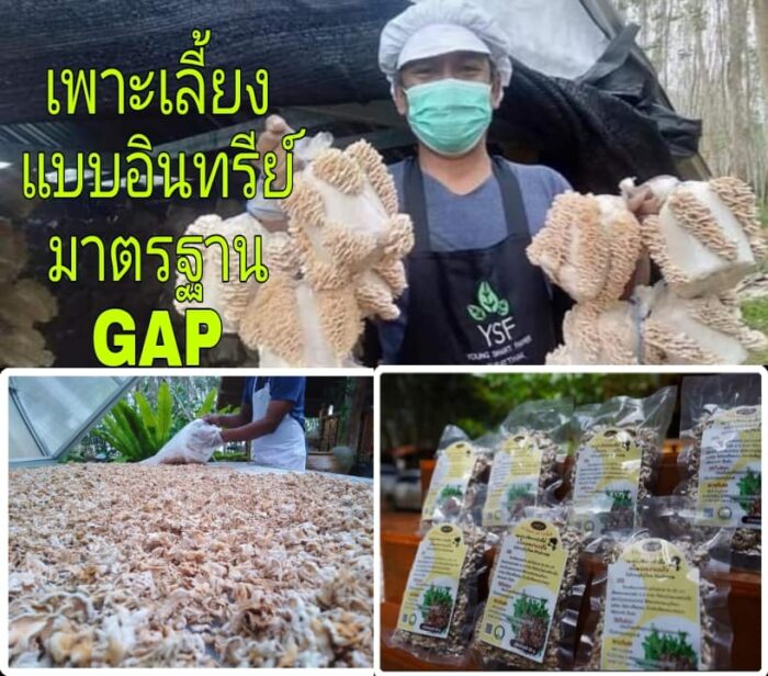 เห็ดแครงแห้ง ขนาด 50 กรัม ตรา บุญทิพย์ - รูปภาพ 3