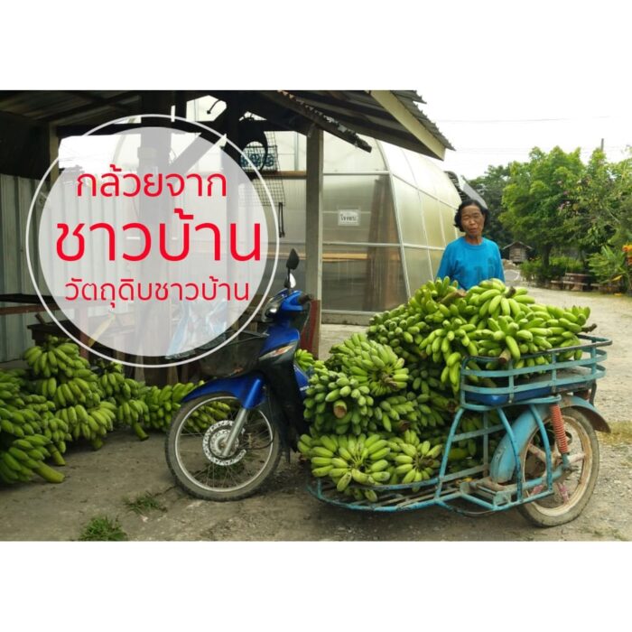 กล้วยกระทบเปลือก (กล้วยส้มทอดทั้งเปลือก อบเกลือ เค็มน้อย) ขนาด 230 กรัม ตรา แม่อารักษ์ - รูปภาพ 8