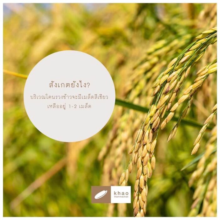 ข้าวหอมมะลิ 105 ตรา ข้าวธัญทิพย์ - Image 7