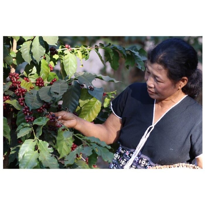 กาแฟสด คั่วกลาง (คั่วบด) ตรา พยัคฆ์กาแฟ (Payak Coffee) 100% Arabica Coffee Beans ขนาด 500 กรัม - รูปภาพ 5