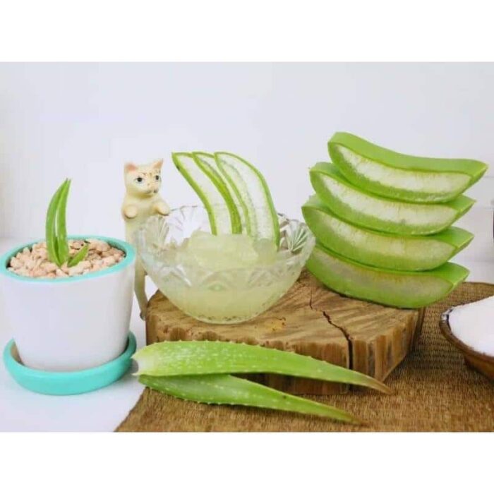 แชมพูว่านหางจระเข้ ตรา Siammintra Aloe Vera - Image 2
