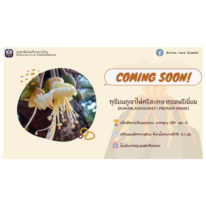 ทุเรียนภูเขาไฟศรีสะเกษ ตรา สกต.ศรีสะเกษ - Image 7