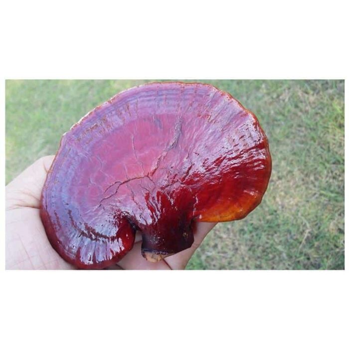 เห็ดหลินจือ ตรา MEGAVIEW บรรจุ 100 g. - Image 5