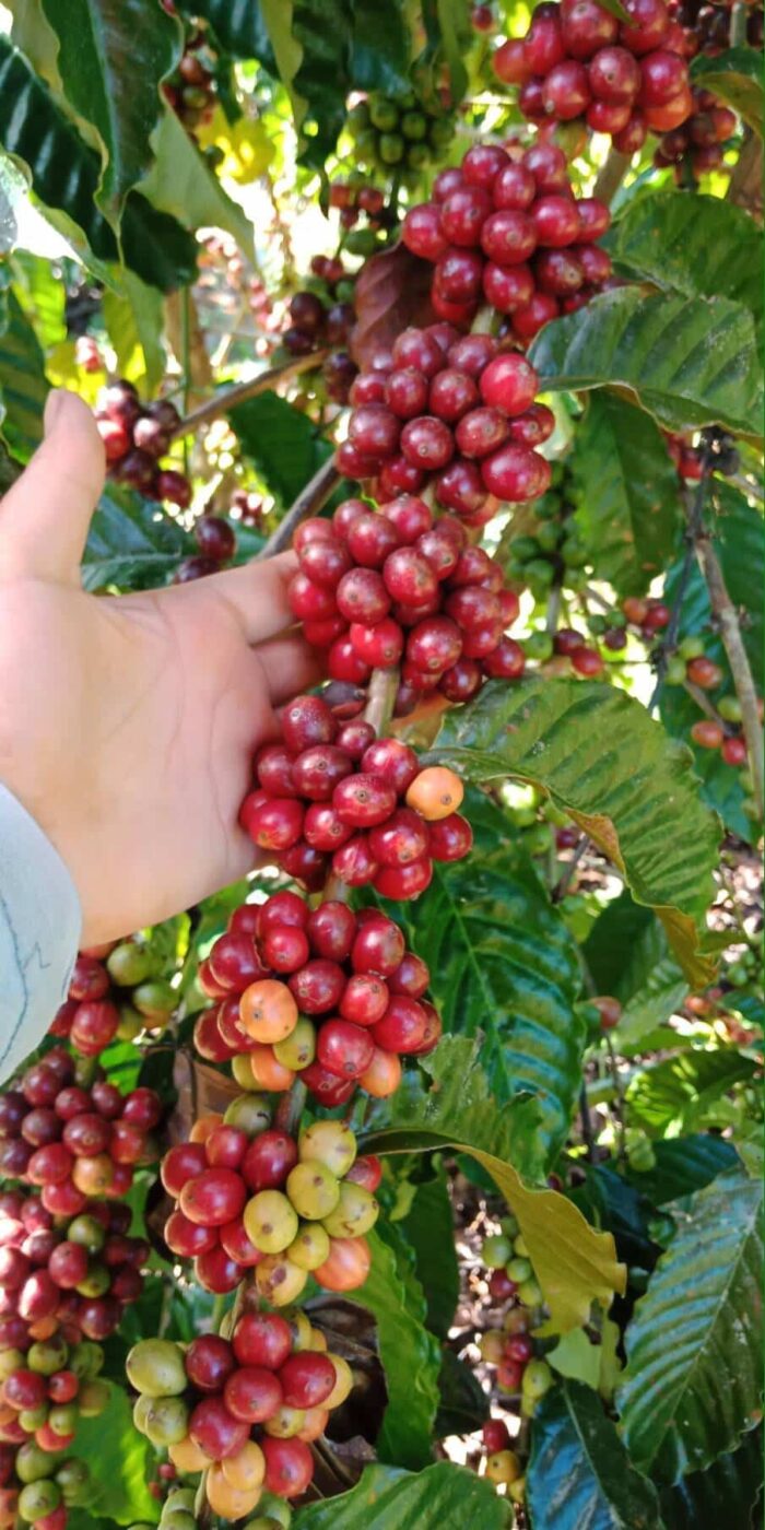 เมล็ดกาแฟคั่วสด โรบัสต้า 100% " LOM CHOY " (Light) ขนาด 100 g. ตรา LOM CHOY - รูปภาพ 8