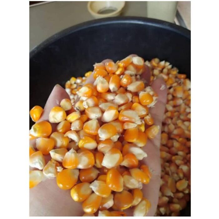 ข้าวโพดเลี้ยงสัตว์ ตรา สกต.ลำพูน - รูปภาพ 3